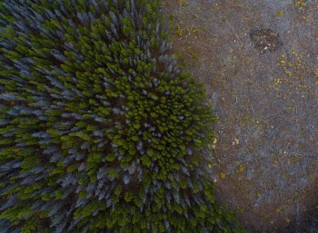 Free Photo of aerial, view, trees