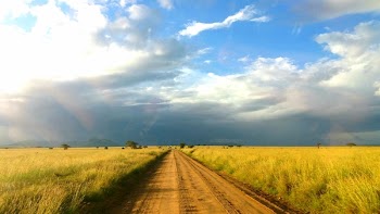Free Photo of Africa, Serengeti, African Plain