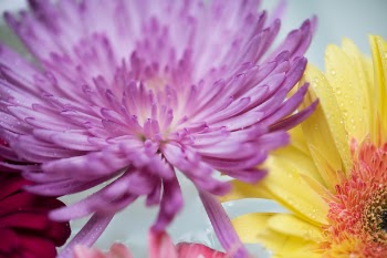 Free Photo of african daisy, attractive, background