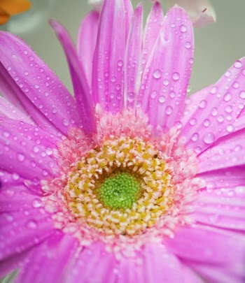 Free Photo of african daisy, attractive, background