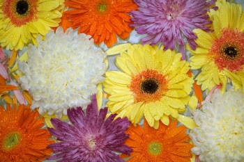 Free Photo of african daisy, attractive, background