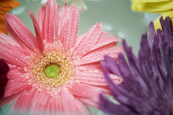 Free Photo of african daisy, attractive, background