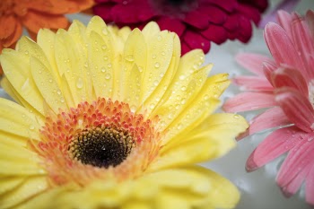 Free Photo of african daisy, attractive, beautiful