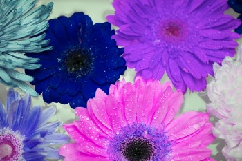 Free Photo of african daisy, background, beautiful
