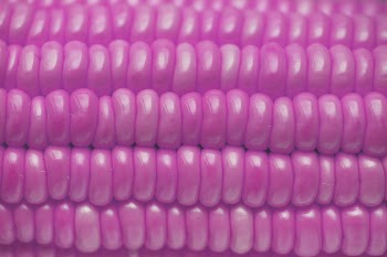 Free Photo of agriculture, background, closeup