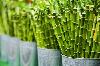 Free Photo of agriculture, green, plants