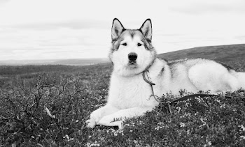 Free Photo of alaskan, malamute, wolf