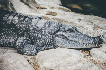 Free Photo of alligator, predator, reptile