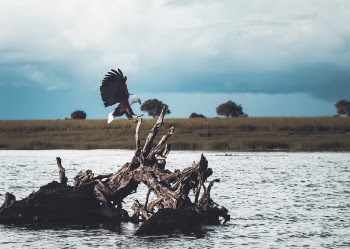 Free Photo of animal, bird, eagle