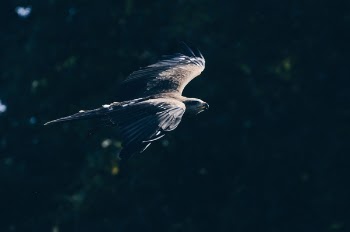 Free Photo of animal, bird, eagle