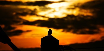 Free Photo of animal, bird, pet