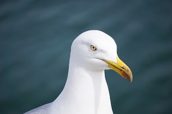 Free Photo of animal, bird, seagull