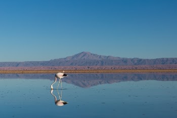 Free Photo of animal, bird, water