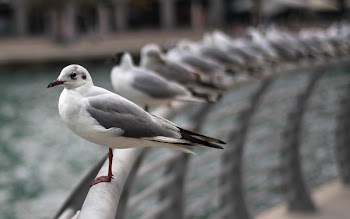Free Photo of animal, birds, seagull