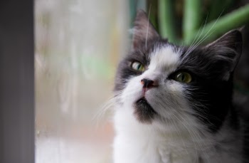 Free Photo of animal, car, pussycat