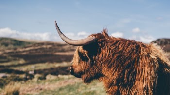 Free Photo of animal, cattle, grass