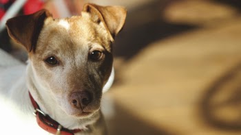 Free Photo of animal, dog, friend