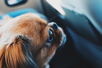 Free Photo of animal, dog, pet