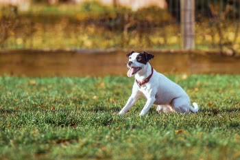 Free Photo of animal, pet, plant
