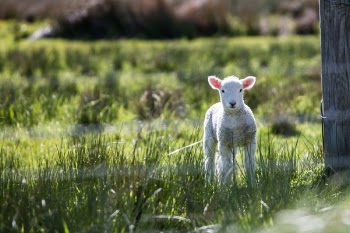 Free Photo of animal, ram, lamb