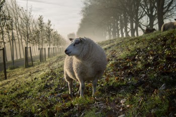 Free Photo of animal, sheep, grass