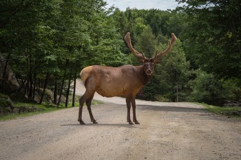 Free Photo of animal, wildlife, deer