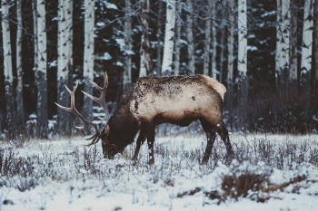Free Photo of animal, winter, cold