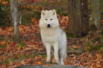 Free Photo of animal, wolf, canine