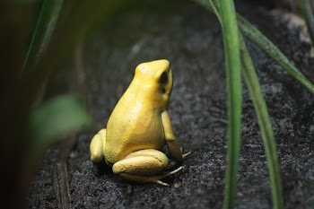 Free Photo of animals, amphibians, frog