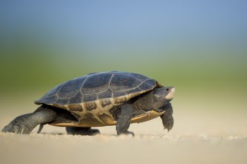 Free Photo of animals, amphibians, turtles