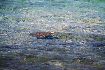Free Photo of animals, amphibians, turtles