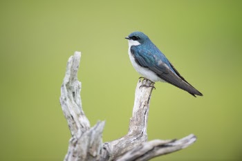 Free Photo of animals, birds, beautiful