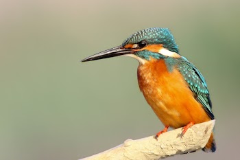 Free Photo of animals, birds, beautiful
