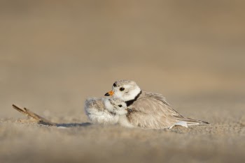 Free Photo of animals, birds, beautiful