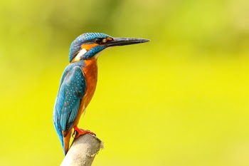 Free Photo of animals, birds, beautiful