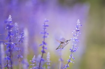 Free Photo of animals, birds, beautiful
