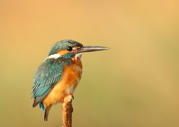 Free Photo of animals, birds, beautiful