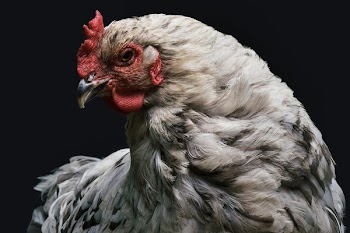 Free Photo of animals, birds, chickens