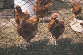 Free Photo of animals, birds, chickens