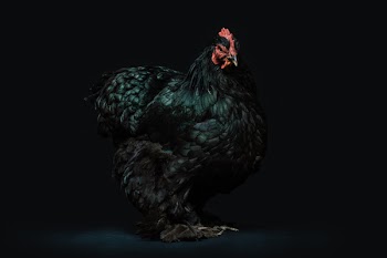 Free Photo of animals, birds, chickens