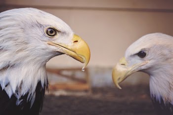 Free Photo of animals, birds, eagles