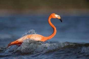Free Photo of animals, birds, flamingo