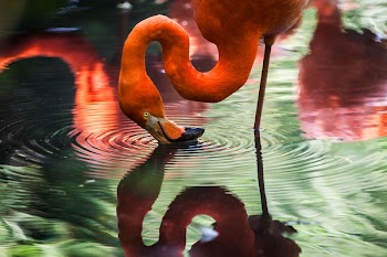 Free Photo of animals, birds, flamingo