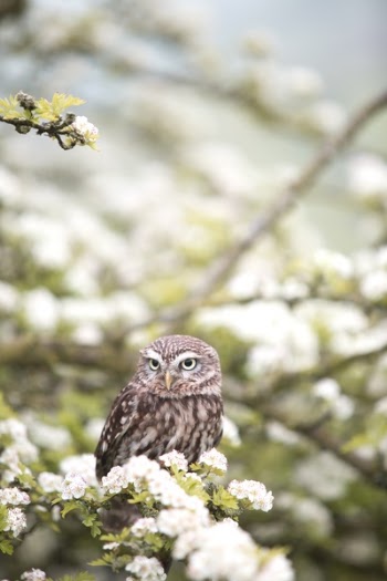 Free Photo of animals, birds, owl