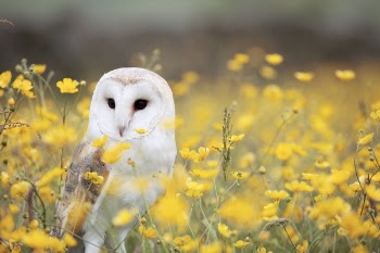 Free Photo of animals, birds, owl