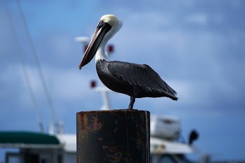 Free Photo of animals, birds, pelican