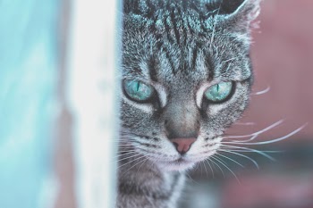 Free Photo of animals, cats, pets