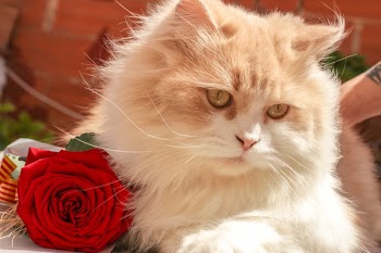 Free Photo of animals, cats, pets