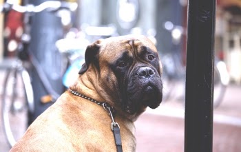 Free Photo of animals, dog, domesticated