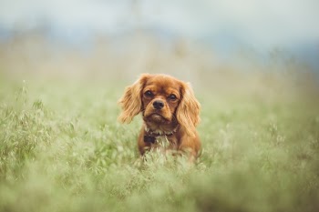 Free Photo of animals, dogs, domesticated